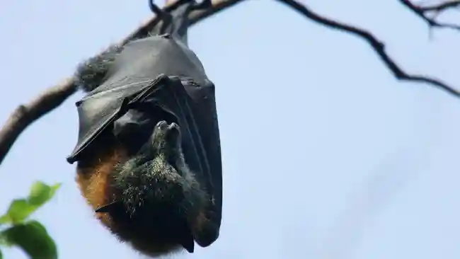 Bandara Asia Terapkan Screening ala COVID Setelah Wabah Virus Nipah di India