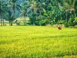 Produksi Padi Sumenep Turun 13 Persen pada 2024, Puncak Panen Geser ke April