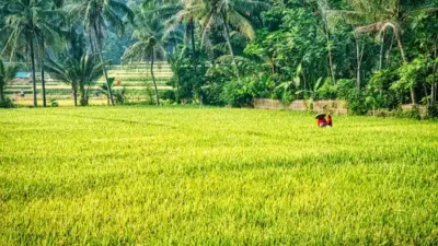 Produksi Padi Sumenep Turun 13 Persen pada 2024, Puncak Panen Geser ke April