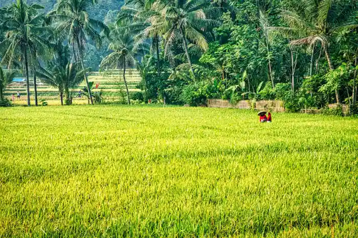 Produksi Padi Sumenep Turun 13 Persen pada 2024, Puncak Panen Geser ke April