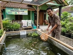 7 Ikan Cepat Panen 2026: Modal Kecil, Cuan Maksimal dari Rumah