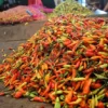 Update Harga Sembako Hari Ini 11 Juni 2026: Harga Cabai Merosot Tajam, Bawang Merah dan Beras Masih Kokoh
