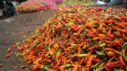 Update Harga Sembako Hari Ini 11 Juni 2026: Harga Cabai Merosot Tajam, Bawang Merah Dan Beras Masih Kokoh≪ - Portalmadura.com Harga Cabai Nasional Hari Ini: Rawit Merah Bertahan Tinggi, Keriting Menurun di Beberapa Wilayah