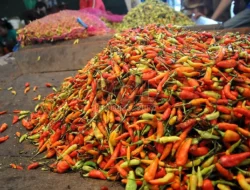 Harga Cabai Nasional Hari Ini: Rawit Merah Bertahan Tinggi, Keriting Menurun di Beberapa Wilayah