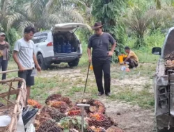 Harga Minyak Sawit Global Fluktuatif, Kebijakan Baru Indonesia Picu Anjloknya Harga Domestik