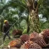 Harga Sawit Bergerak Volatil di Akhir Mei: Petani Menjerit, Kebijakan Ekspor Baru Jadi Sorotan