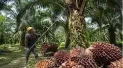 Harga Sawit Bergerak Volatil di Akhir Mei: Petani Menjerit, Kebijakan Ekspor Baru Jadi Sorotan