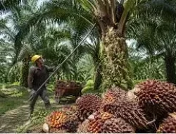 Harga Sawit Bergerak Volatil di Akhir Mei: Petani Menjerit, Kebijakan Ekspor Baru Jadi Sorotan