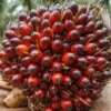 Harga Sawit Global Melonjak, Petani Lokal Tercekik Anomali Harga TBS
