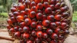 Harga Sawit Hari Ini: TBS Petani Anjlok Drastis di Aceh Singkil, CPO Global Tertekan Sentimen Pasar