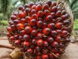 Harga Sawit Hari Ini: TBS Petani Anjlok Drastis di Aceh Singkil, CPO Global Tertekan Sentimen Pasar