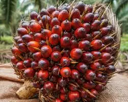 Harga Sawit Hari Ini: TBS Petani Anjlok Drastis di Aceh Singkil, CPO Global Tertekan Sentimen Pasar