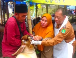 Jelang Idul Adha, Penyakit Orf Ditemukan Menyerang Kambing Kurban di Sumenep