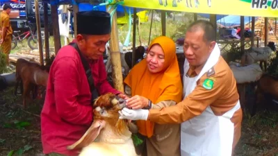 Jelang Idul Adha, Penyakit Orf Ditemukan Menyerang Kambing Kurban di Sumenep