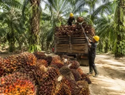Harga Sawit Terkini: Antara Ambisi Biofuel, Kebijakan Ekspor, dan Dinamika Pasar Global Juni 2026