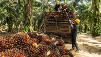 Gejolak Harga Sawit: CPO Global Menurun, TBS Petani Berfluktuasi pada 31 Mei 2026