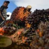 Terbaru! Harga Sawit Hari Ini Berfluktuasi: Antara Penurunan Tipis dan Optimisme Pasar Global