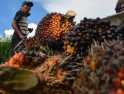 Gejolak Harga Sawit: Petani Menjerit di Tengah Kebijakan Ekspor Baru dan Kenaikan Harga Referensi CPO