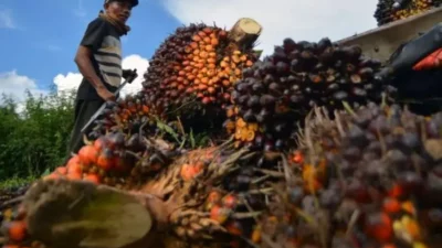 Gejolak Harga Sawit: Petani Menjerit di Tengah Kebijakan Ekspor Baru dan Kenaikan Harga Referensi CPO