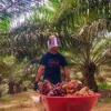 Dinamika Harga Sawit Global: Antara Kebijakan Nasional dan Gejolak Pasar Internasional