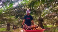 Dinamika Harga Sawit Global: Antara Kebijakan Nasional dan Gejolak Pasar Internasional