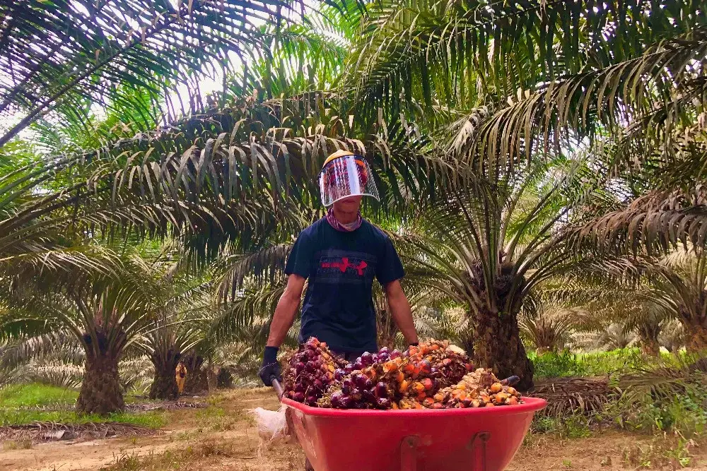 Dinamika Harga Sawit Global: Antara Kebijakan Nasional dan Gejolak Pasar Internasional