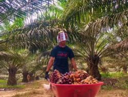 Dinamika Harga Sawit Global: Antara Kebijakan Nasional dan Gejolak Pasar Internasional