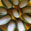 Rahasia Kue Tetu Khas Sulawesi Lumer di Lidah, Begini Cara Mudah Membuatnya!