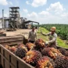 UPDATE Harga CPO 22 Juli 2026: Naik ke Rp15.660/Kg, Intip Dampaknya ke Harga Sawit Petani!