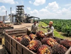 UPDATE Harga CPO 22 Juli 2026: Naik ke Rp15.660/Kg, Intip Dampaknya ke Harga Sawit Petani!
