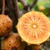 Cepat Sehat! Temukan Buah Terbaik untuk Redakan Demam dan Tingkatkan Daya Tahan Tubuh