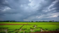Cuaca Bangkalan 4 Juli 2026: Madura Diprediksi Cerah Sepanjang Hari, Siap Beraktivitas Tanpa Hujan!