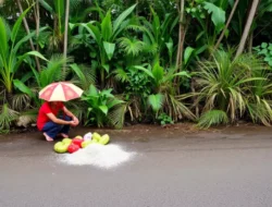 Cuaca Sumenep Hari Ini, 10 Juli 2026: Cerah Berawan, Waspada Angin Musim Kemarau!