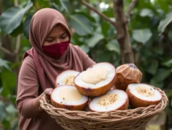 Demam Melanda? Ini Deretan Buah Ajaib yang Siap Kembalikan Kebugaran Anda!