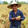 Dinamika Harga Sawit 3 Juli 2026: CPO Global Menurun, Petani Lokal Berharap Kenaikan