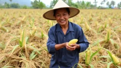 Dinamika Harga Sawit 3 Juli 2026: Cpo Global Menurun, Petani Lokal Berharap Kenaikan - Portalmadura.com Dinamika Harga Sawit 3 Juli 2026: CPO Global Menurun, Petani Lokal Berharap Kenaikan