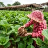 Tersembunyi di Balik Sawah! 10 Tanaman Liar Ini Ternyata ‘Superfood’ Gratis yang Bikin Kaget dan Penuh Khasiat!