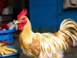 Waspada! Harga Sembako di Jatim Awal Juli 2026 Berfluktuasi, Daging Ayam Anjlok, Cabai Merah Meroket!