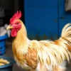 Waspada! Harga Sembako di Jatim Awal Juli 2026 Berfluktuasi, Daging Ayam Anjlok, Cabai Merah Meroket!