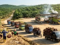 Update Harga CPO Hari Ini 19 Agustus 2026: Reli Menguat Tembus Level Tertinggi!