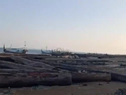 Geger! Ratusan Kayu Gelondongan Raksasa Terdampar di Pantai Dungkek Sumenep, Nelayan Resah