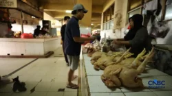 Mendagri Tito Minta Pemda Waspadai Lonjakan Harga Ayam, Telur, dan Beras