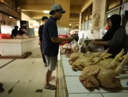 Mendagri Tito Minta Pemda Waspadai Lonjakan Harga Ayam, Telur, dan Beras