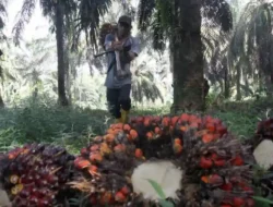 Harga CPO Anjlok ke Level Terendah! Ini Deretan Faktor Pemicunya