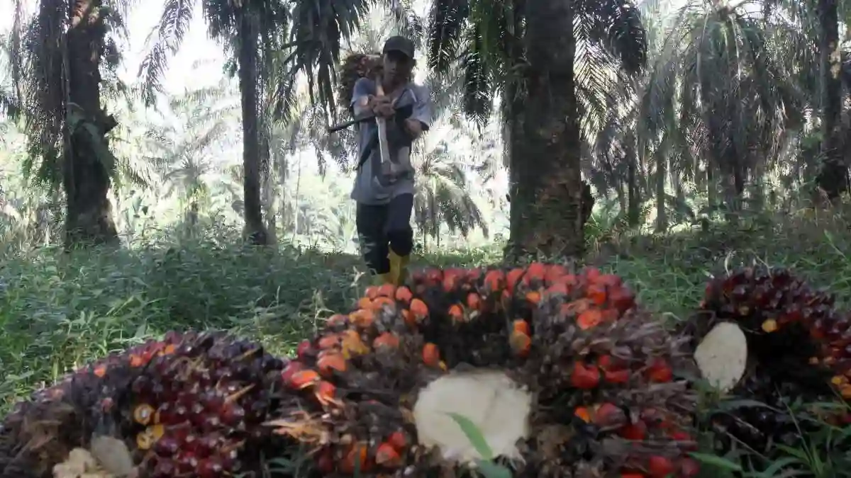 Harga CPO Anjlok ke Level Terendah! Ini Deretan Faktor Pemicunya
